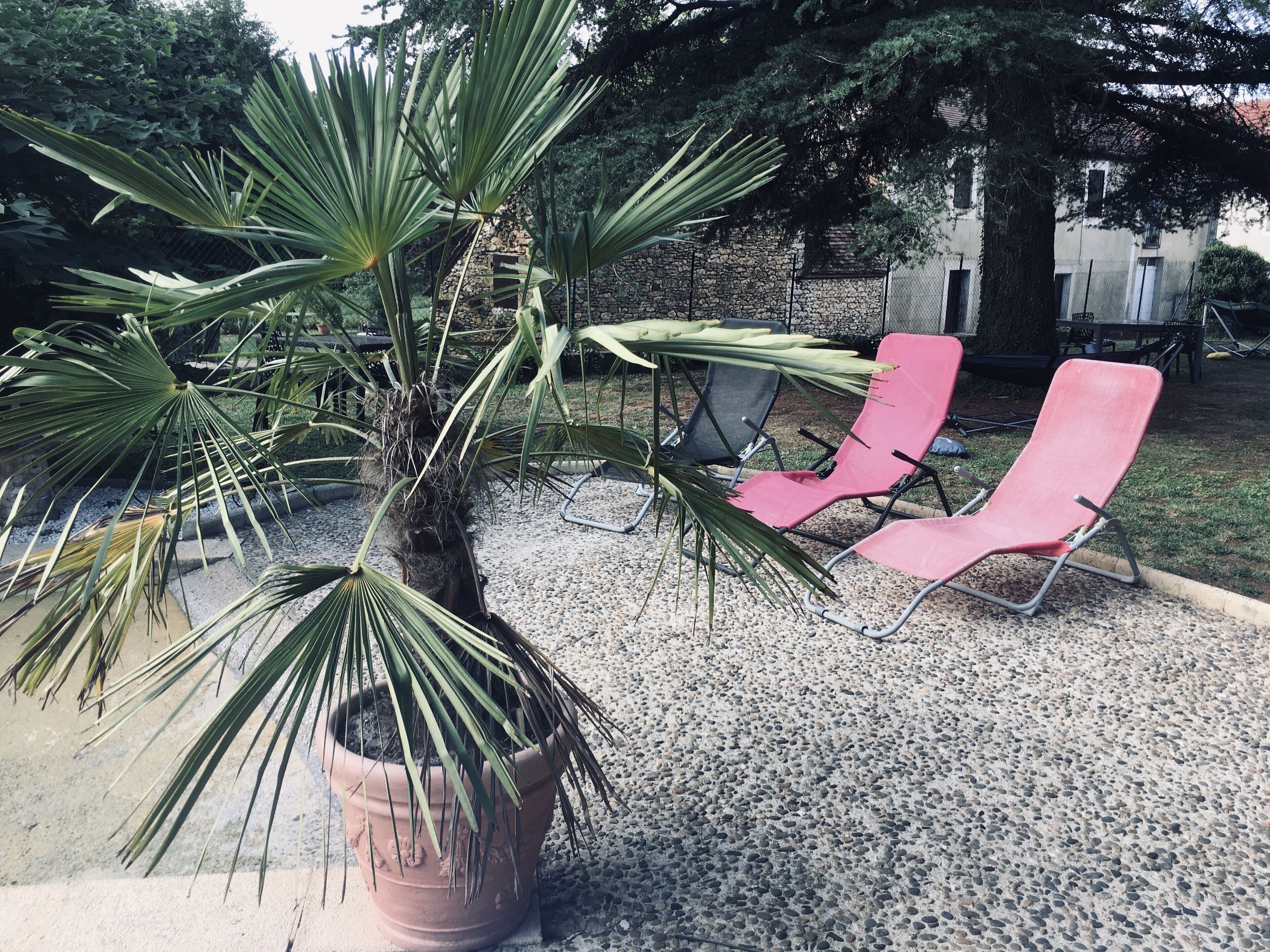 Un palmier en pot dans un espace jardin, avec deux fauteuils rouges et un mur de pierre en arrière-plan.