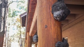 Um poste de madeira com detalhes de garras de urso.