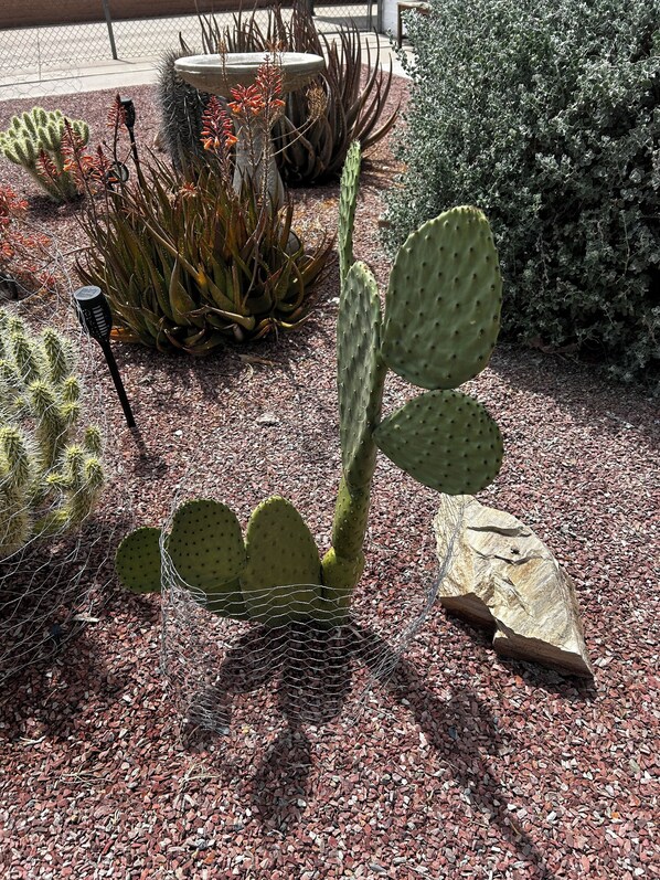Property grounds - Modern Farmhouse in Midtown which fully fenced yard (Tucson)