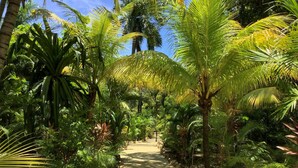 Ein Weg, umgeben von üppiger tropischer Vegetation und Palmen.