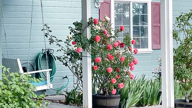 Eine Veranda mit einer Schaukel, einem Rosenstrauch im Topf und einem Gartenschlauch.