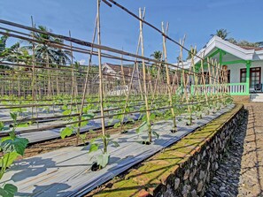 A greenhouse with rows of plants supported by bamboo sticks, a stone wall, and a house with a green porch in the background. - Spot ON 91214 Desa Wisata Pandean (Dongko)