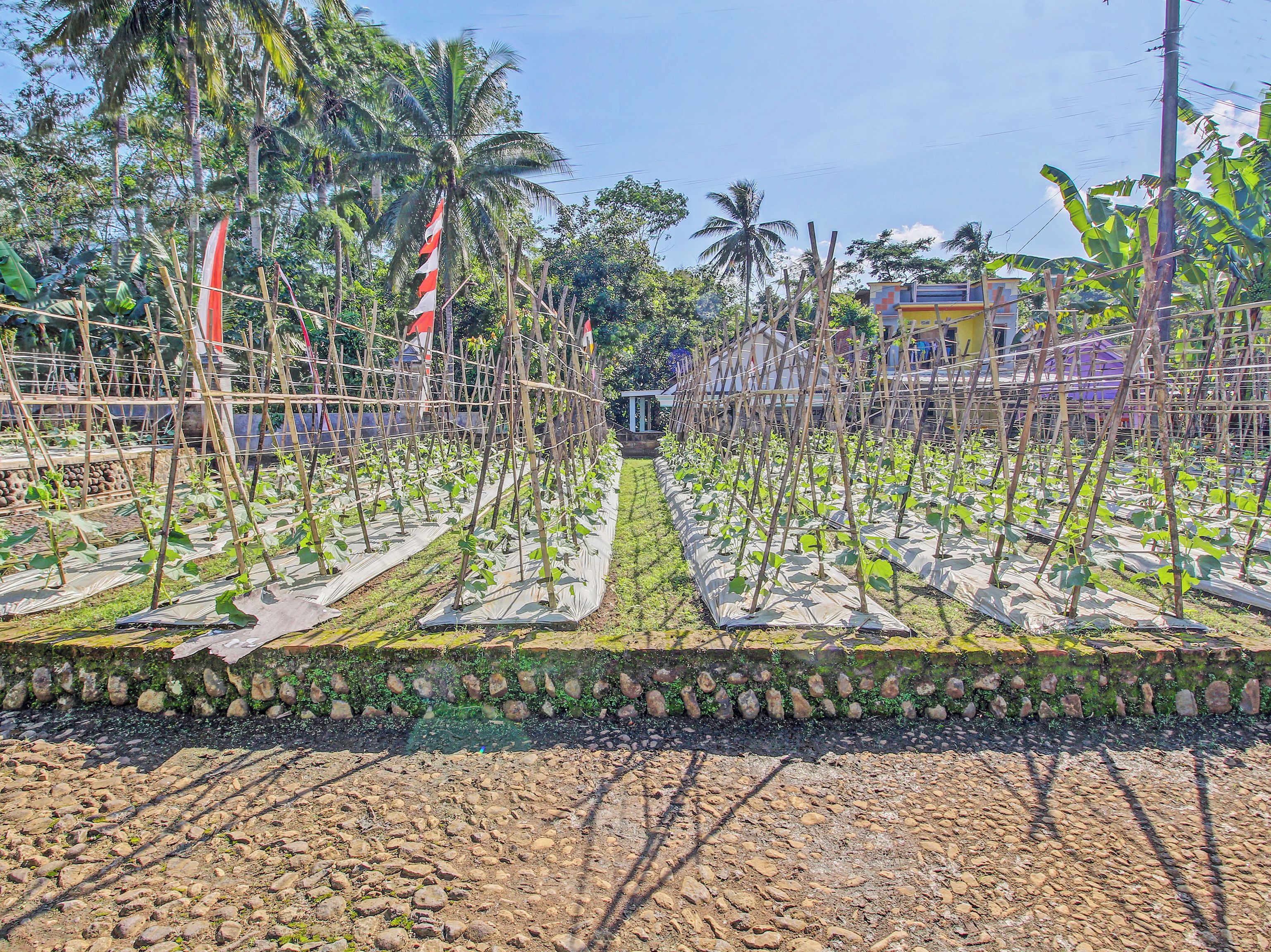 Un jardín con plantas dispuestas en un diseño ordenado, un muro de piedra y un edificio al fondo.