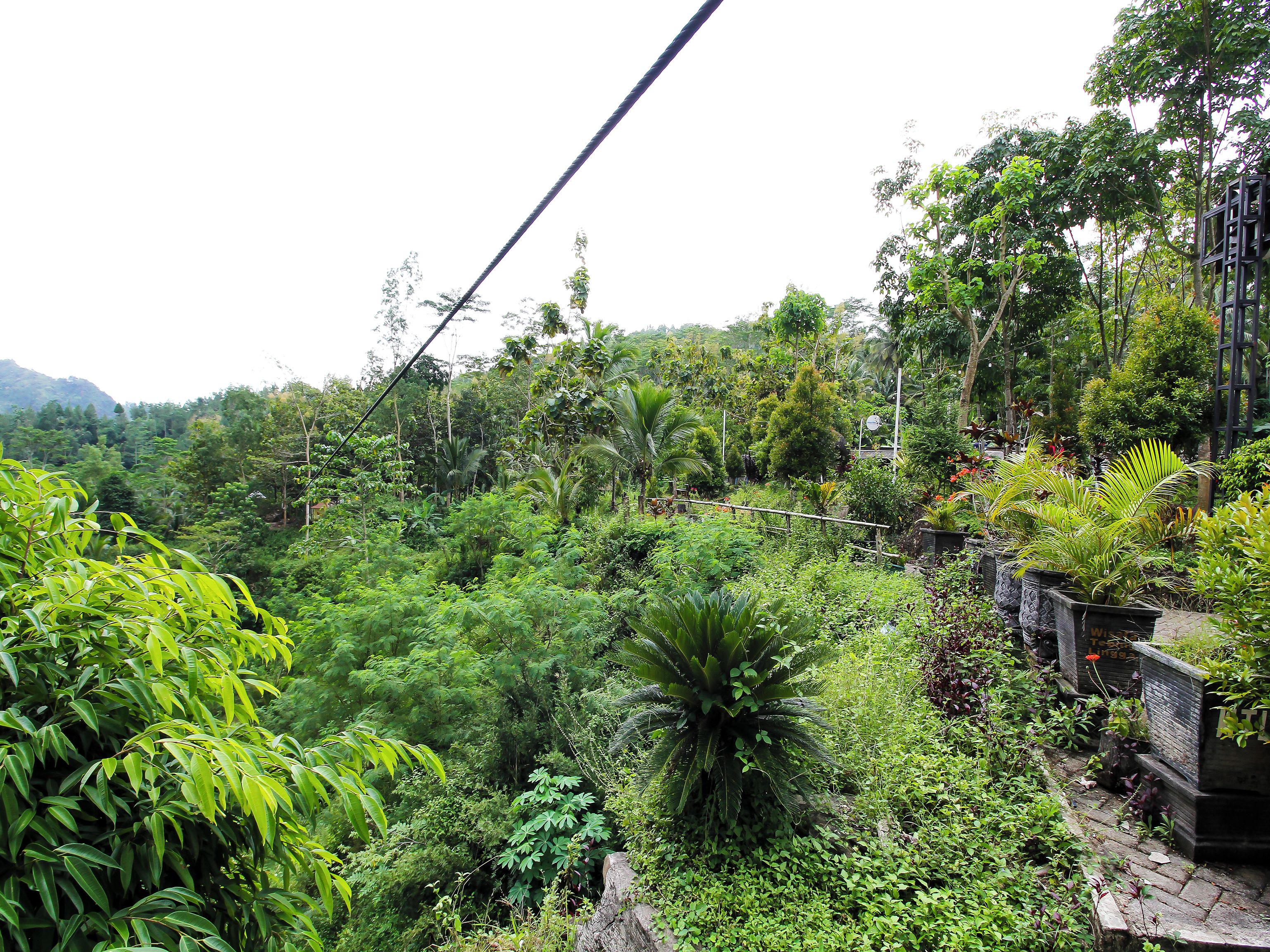 A lush garden with dense foliage and a variety of plants.