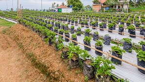 A greenhouse with rows of strawberry plants in black bags, surrounded by a fence and a dirt path. - OYO Homes 91067 Desa Wisata Santanamekar (Cisayong)