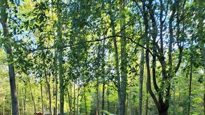 Un parco con uno stagno, alberi e un sentiero.