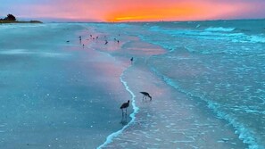 Escena de playa con olas y aves.