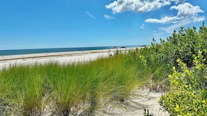 Uma praia com dunas de areia e vegetação.