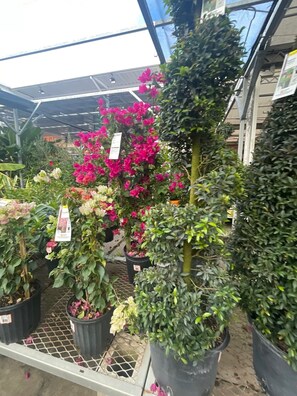 Explore a lush greenhouse filled with a variety of potted plants, including vibrant bougainvillea.