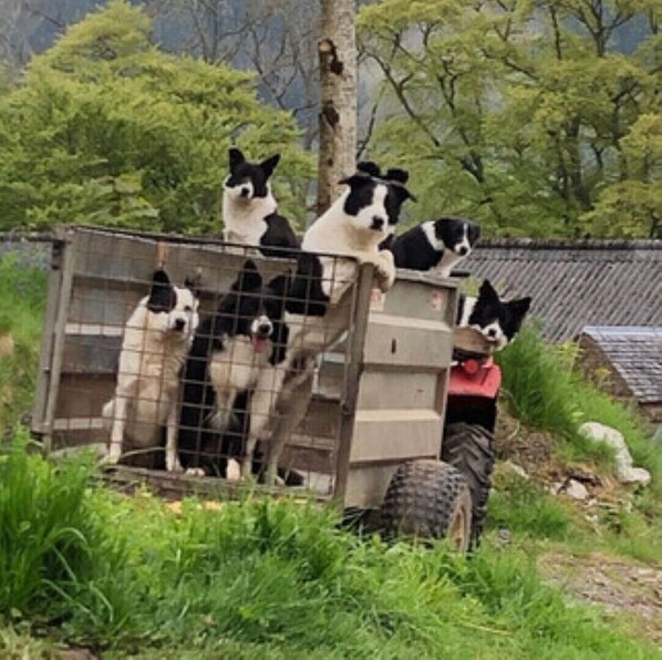 Un groupe de chiens se trouve dans un espace clos, et une personne se tient à côté d’eux.
