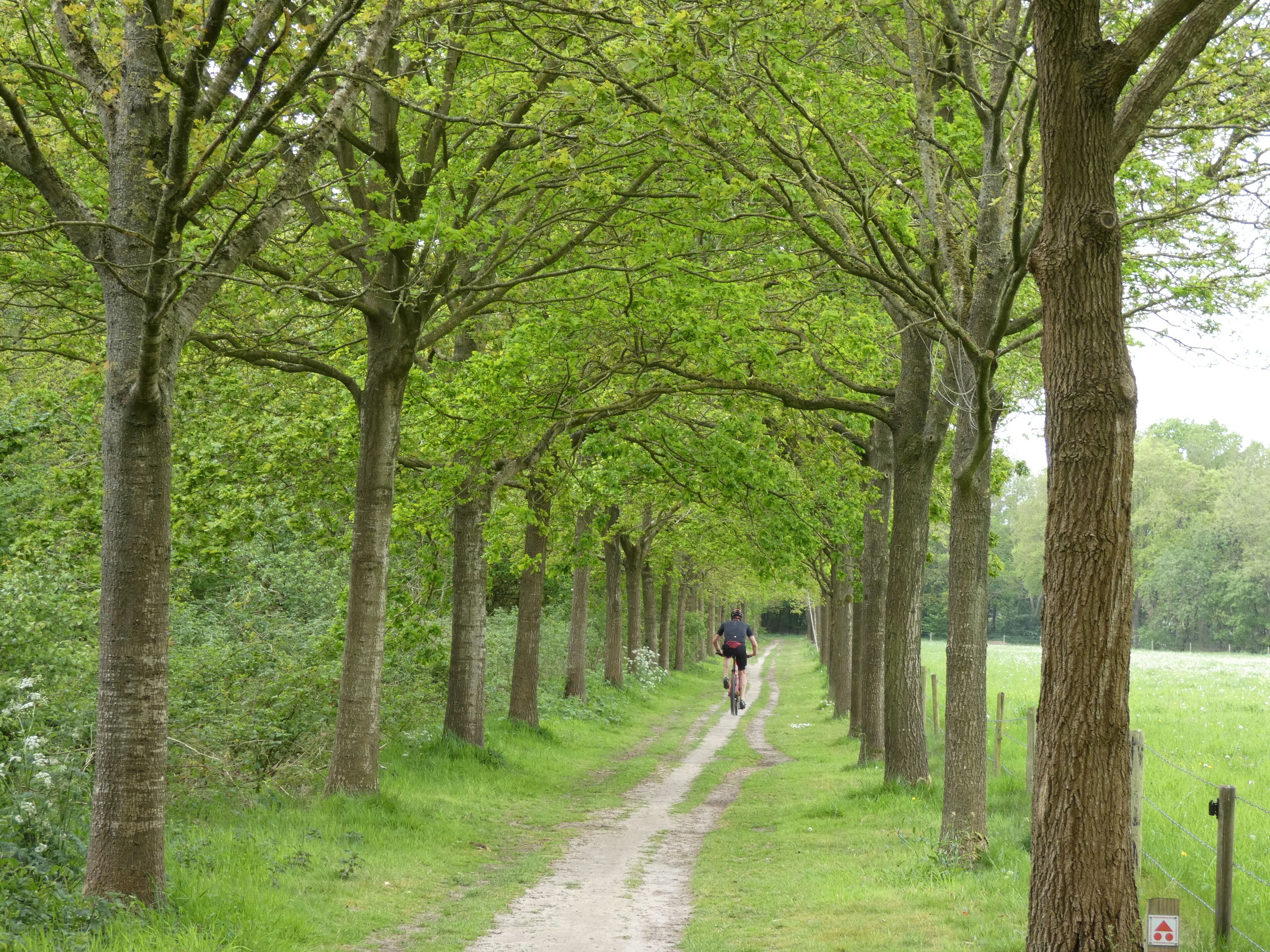 Bosrijke omgeving op grens Friesland,Groningen en Drenthe