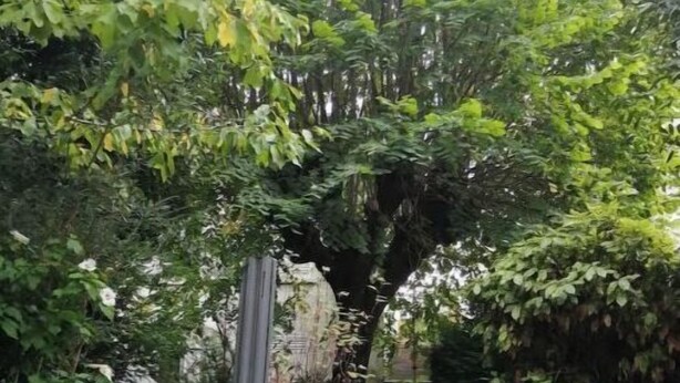 An outdoor seating area with wicker chairs and a stone floor, surrounded by dense foliage and a rock structure. - Nice, friendly house near Paris (Argenteuil)