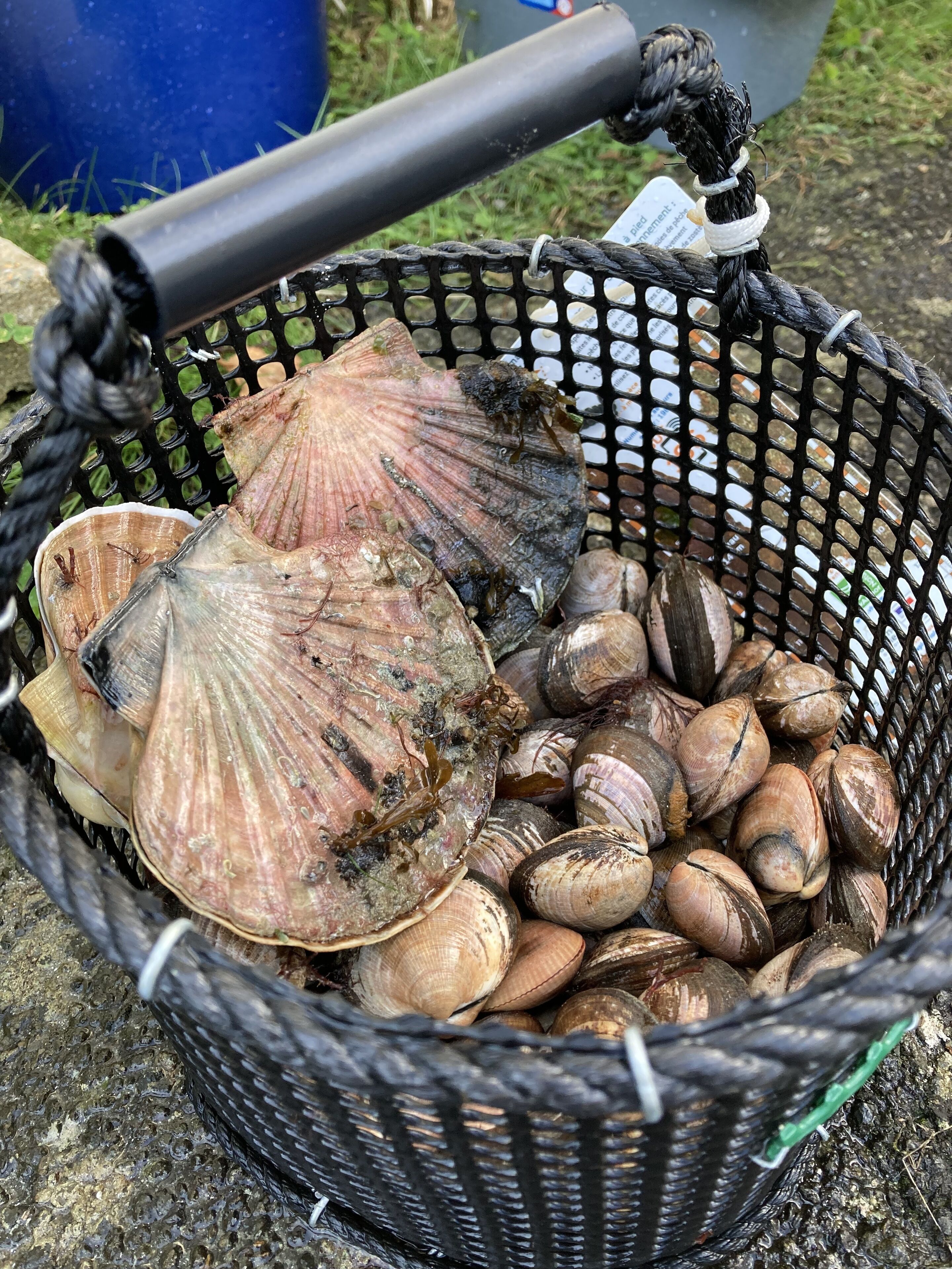 A basket filled with various shells and a rope handle.