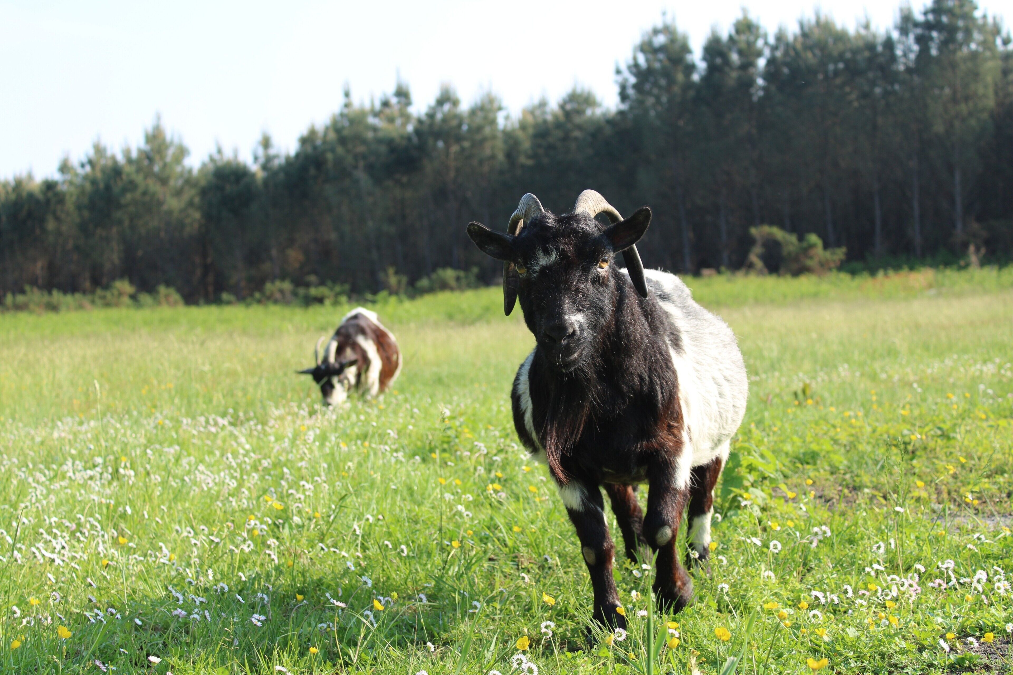 Eine Ziege auf einer Wiese, im Hintergrund Bäume.