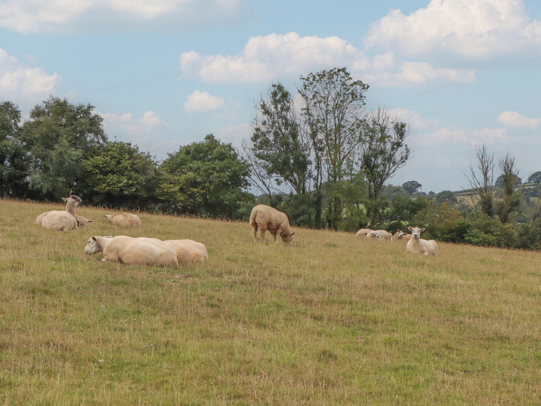 Un champ où paissent des moutons.