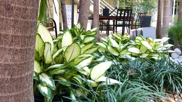 Un patio con plantas grandes en macetas, una mesa de madera y sillas.