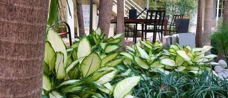 A patio area with outdoor seating, surrounded by lush green plants and palm trees.