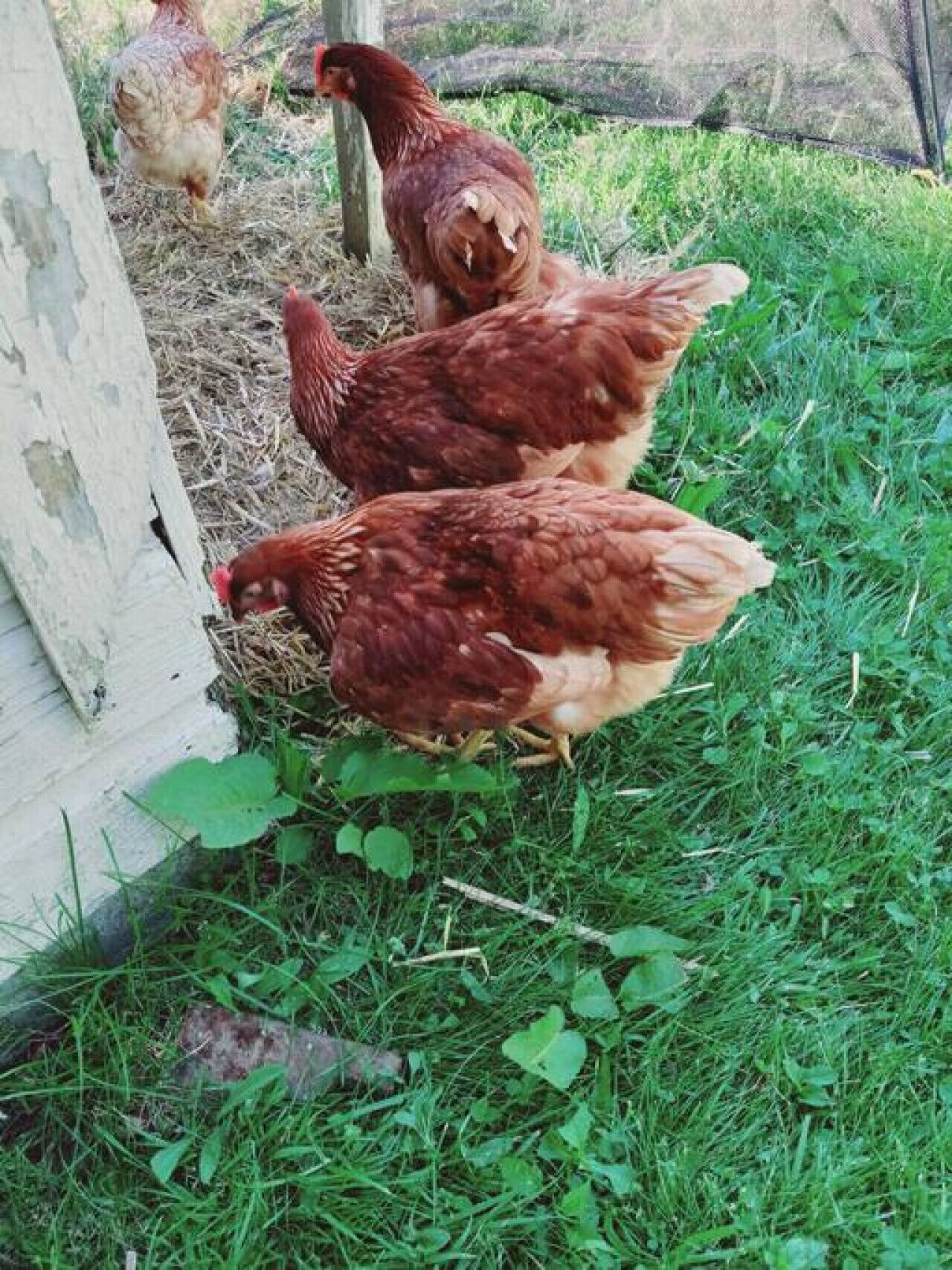 Two chickens near a white wall and a grassy area.