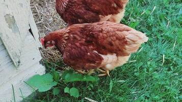 Two chickens near a white wall and a grassy area.