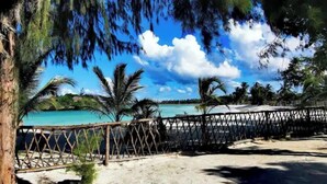 Ein Strand mit Holzzaun, Palmen und blauem Himmel.