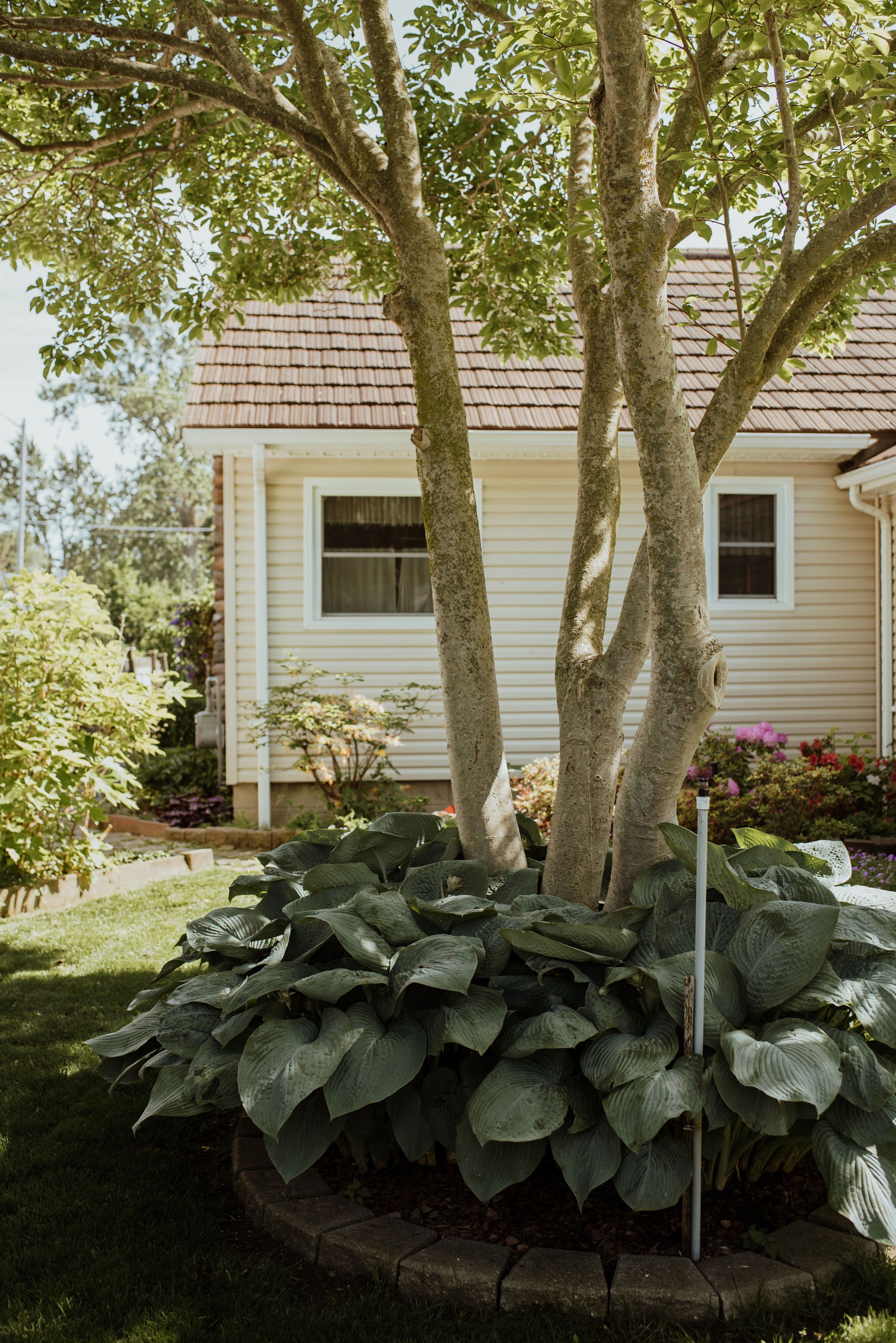 Una casa con jardín cuidado, que incluye plantas grandes y frondosas y un árbol en el frente.