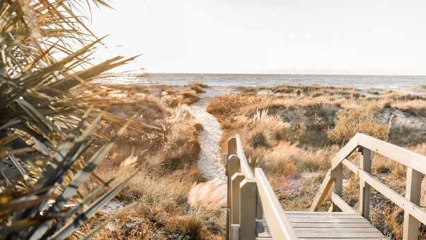 A wooden boardwalk leading to a beach with dry grass and a palm tree in the foreground.