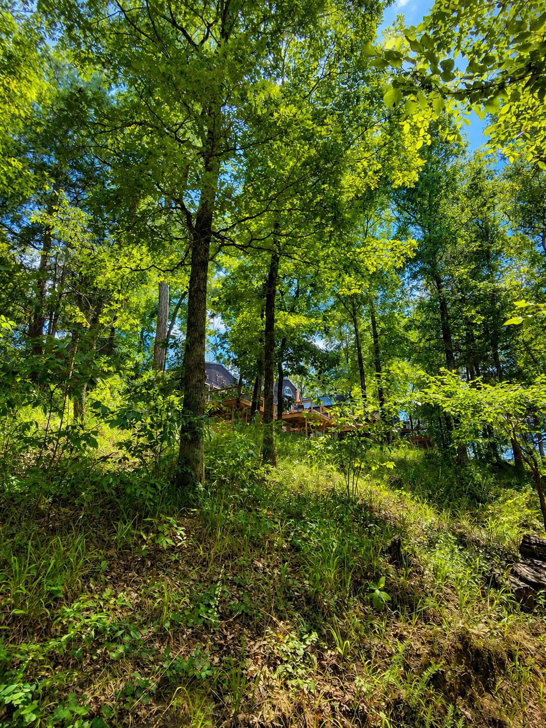 A forested area with a cabin partially obscured by trees.