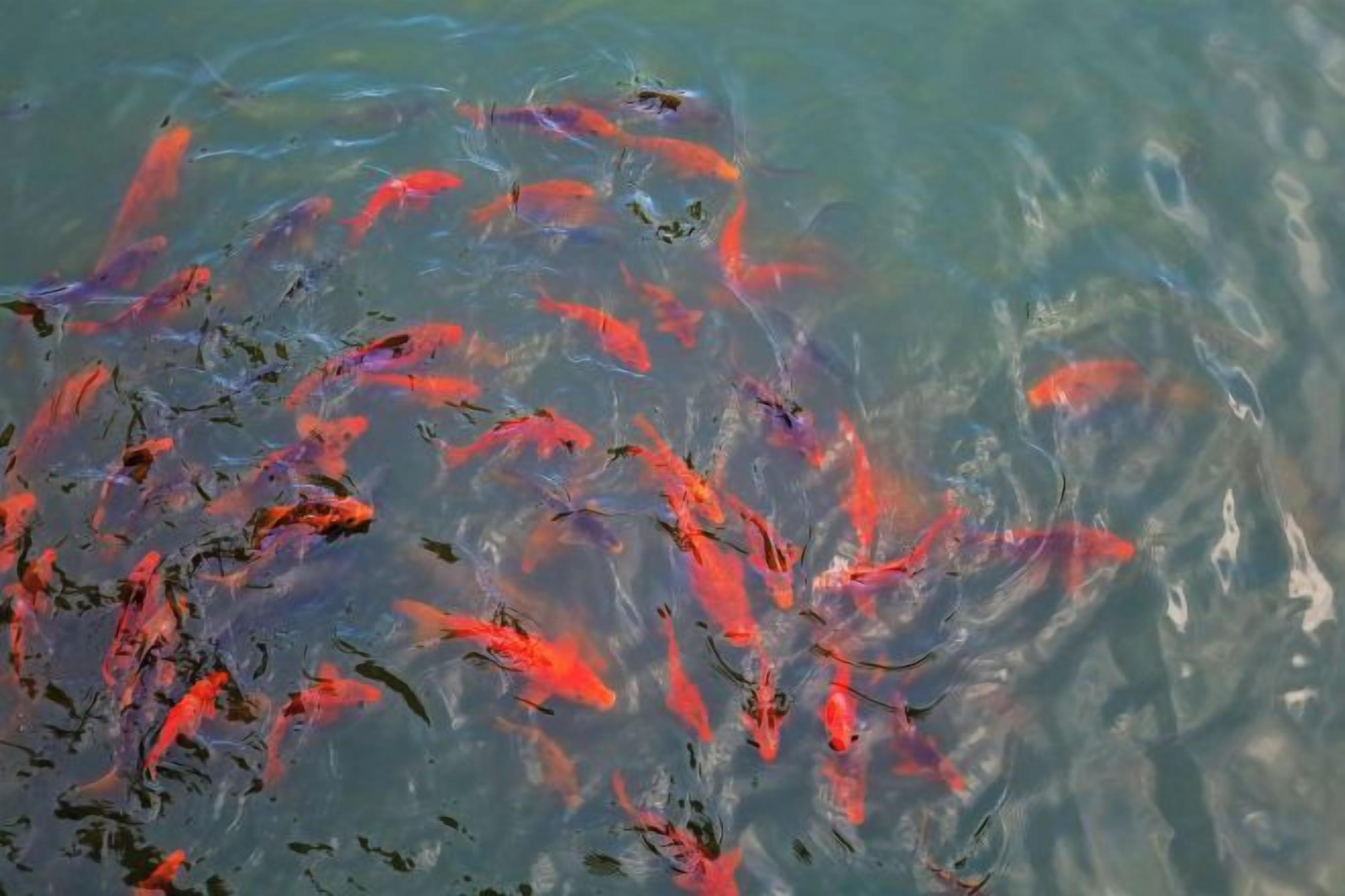 A body of water with numerous fish.