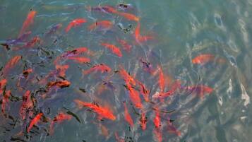 A body of water with numerous fish.