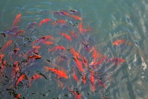 A body of water with numerous fish.
