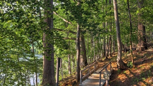 Une promenade en bois qui mène à un lac bordé de grands arbres.