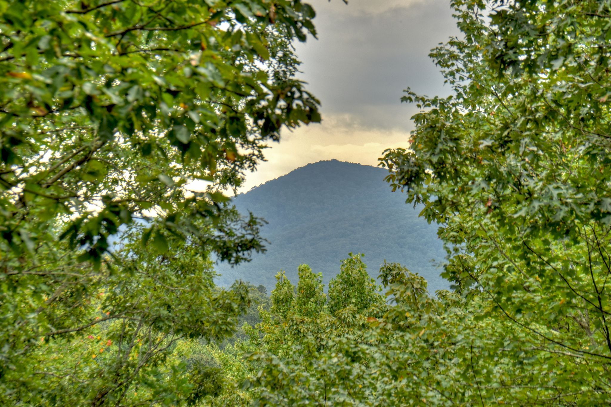 A mountain landscape framed by dense foliage.