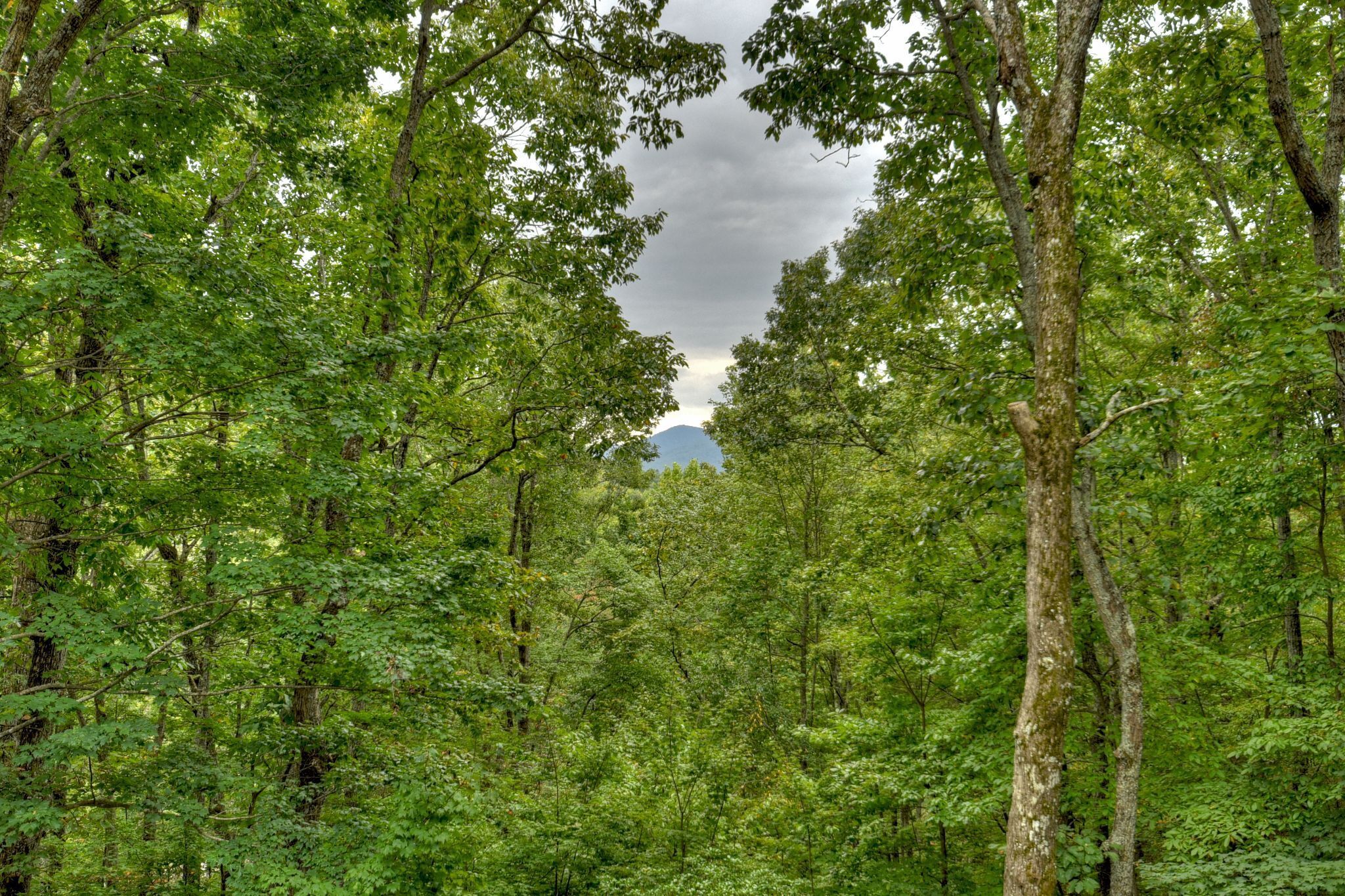 A dense forest with tall trees and a mountain in the background.