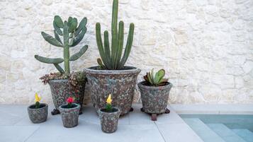 A variety of potted cacti and succulents against a stone wall.