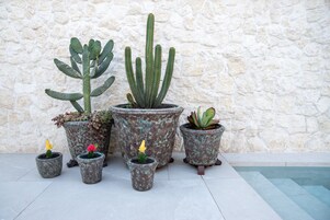 Variedad de cactus y suculentas en macetas contra un muro de piedra.