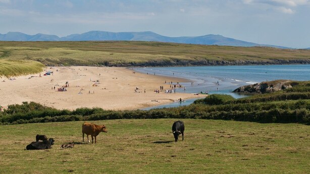 A beach with people and cows in the foreground, and mountains in the background. - Cwyfan -  a dog that sleeps 8 guests  in 4 bedrooms (Ty Croes)