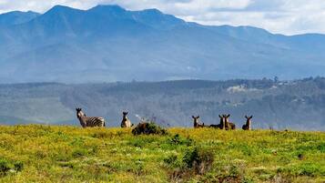 Game viewing