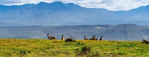 Game viewing