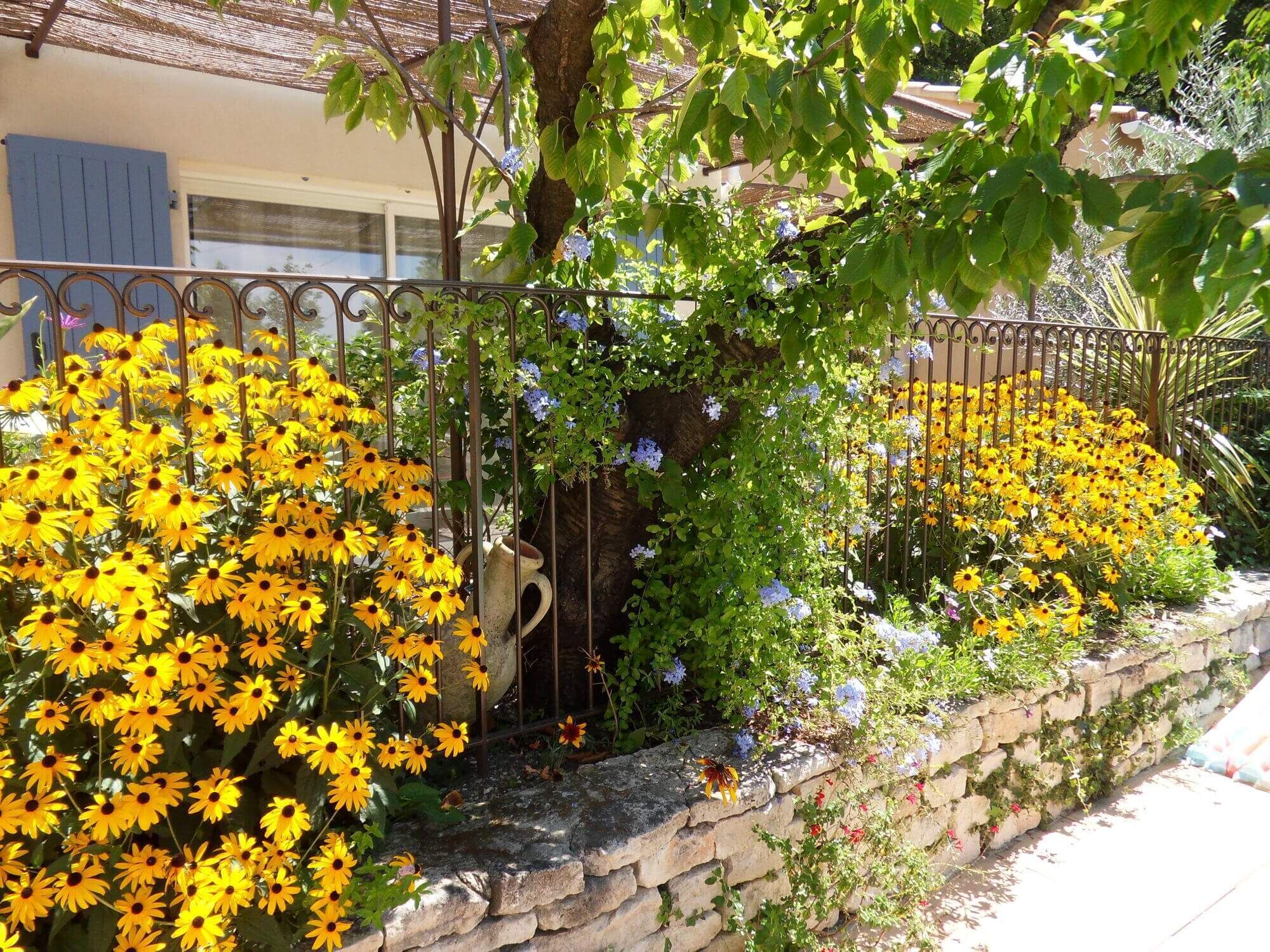 A garden with yellow flowers, a stone wall, and a metal fence.