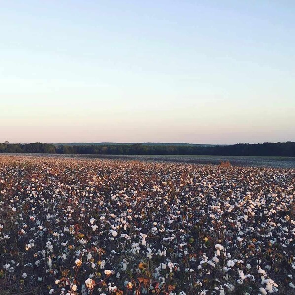 A vast cotton field with a distant water body and a clear sky. - Lovely 4 bedroom home with a private pool (Enterprise)
