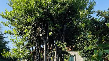Casa, 1 cama Queen e sofá-cama | Área da propriedade