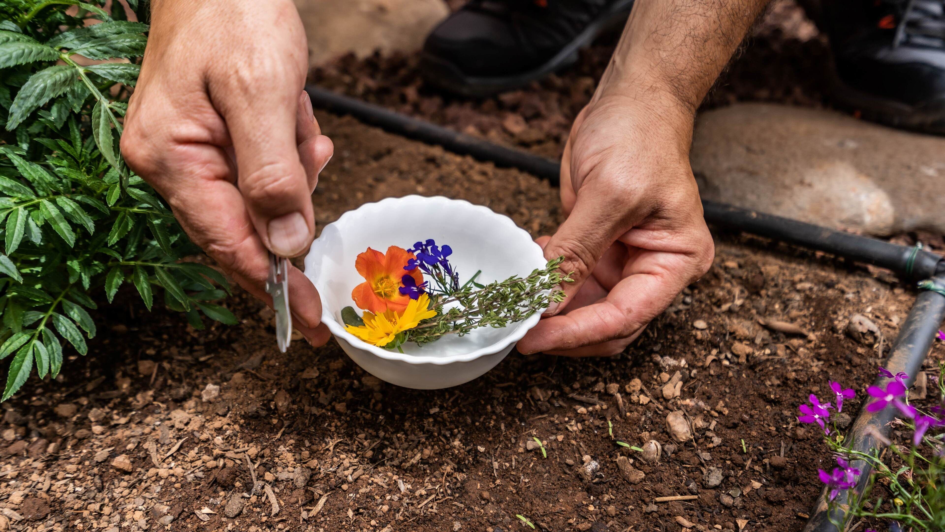 Hands holding a white bowl with flowers and herbs.