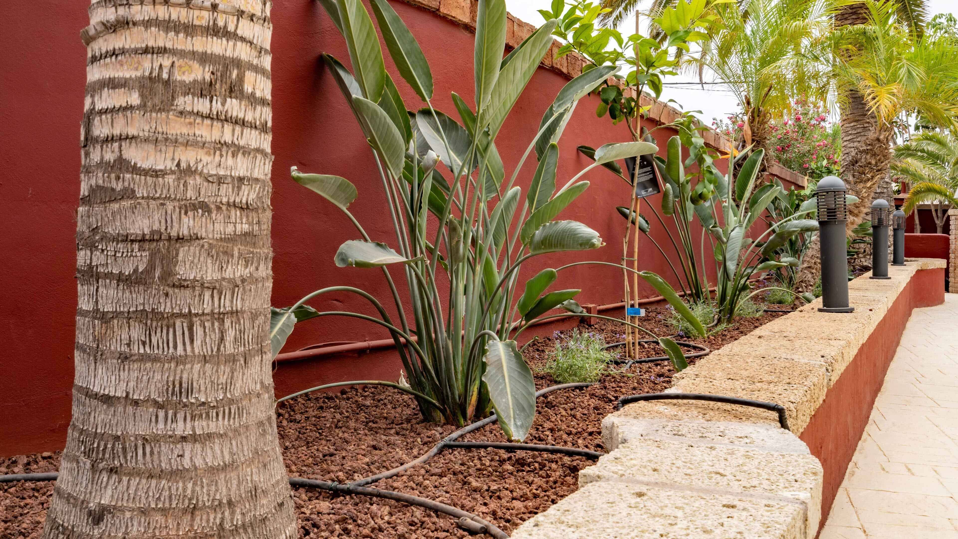 Foto - Hotel Ecolife Tenerife