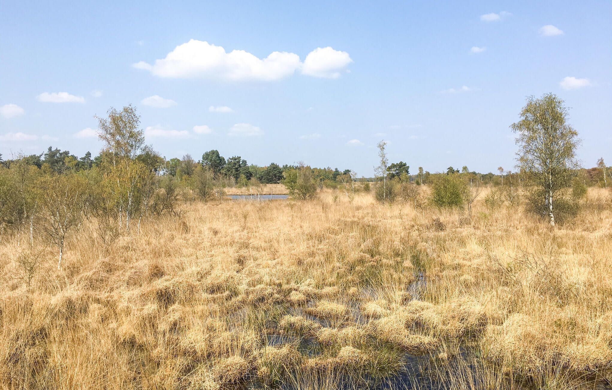 A natural landscape with dry grass, a small body of water, and trees in the background.