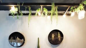 Een muur met twee ronde spiegels, een hoge cactuss en hangplanten.