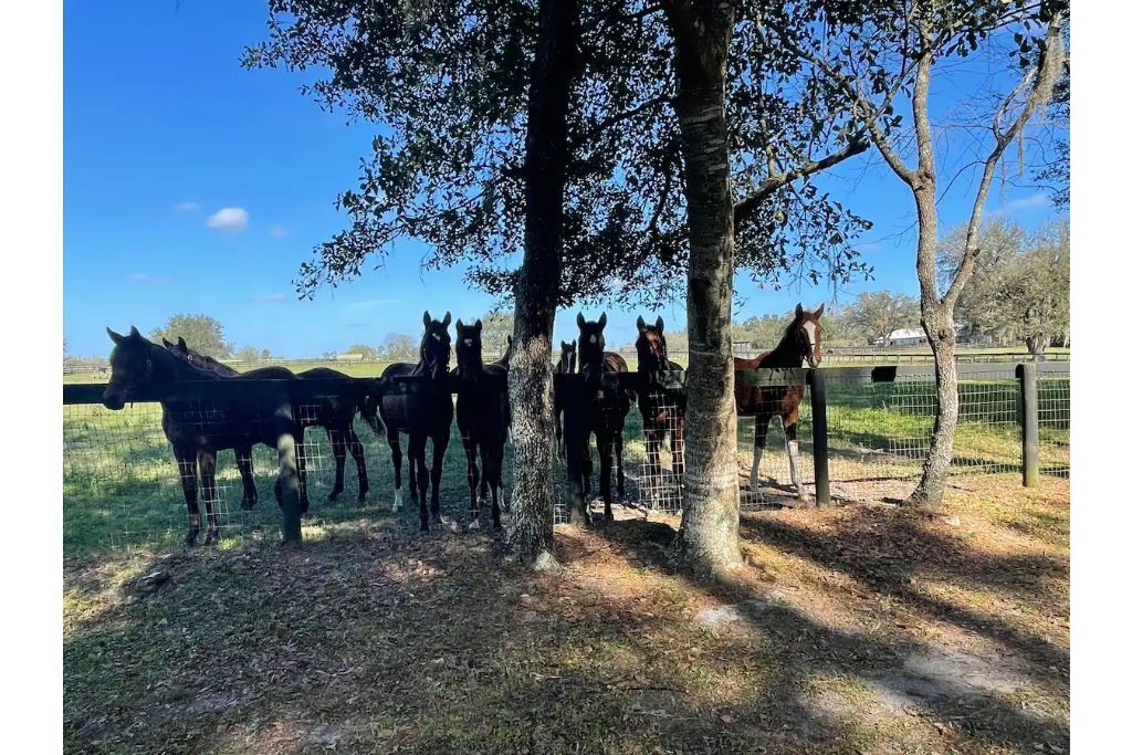 The Neigh and Nest 🪺