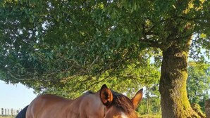 Un caballo parado bajo un árbol en una zona de hierba con un tronco y un balde cerca.