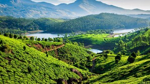 A lush green tea plantation with terraced hills and a lake in the valley. - test property. do not book (London)