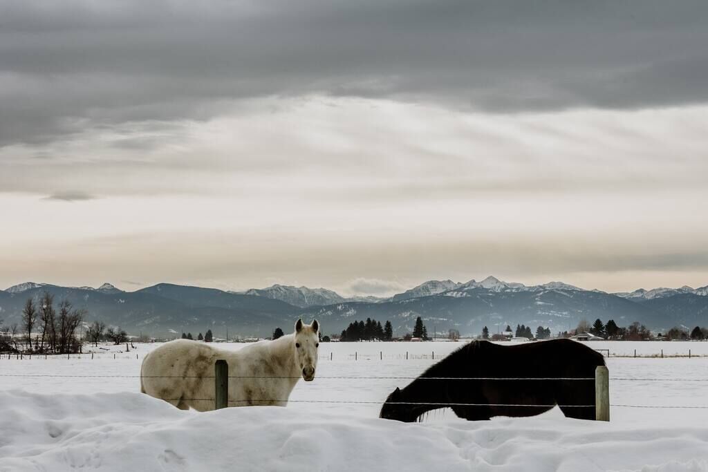 Een paard in een besneeuwd veld met bergen op de achtergrond.