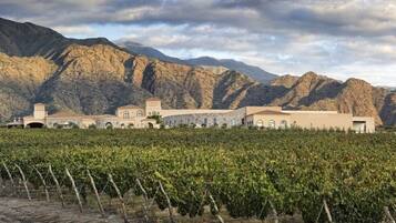 Un vignoble avec des rangées de vignes et un bâtiment doté d’une grande entrée en arc de cercle.